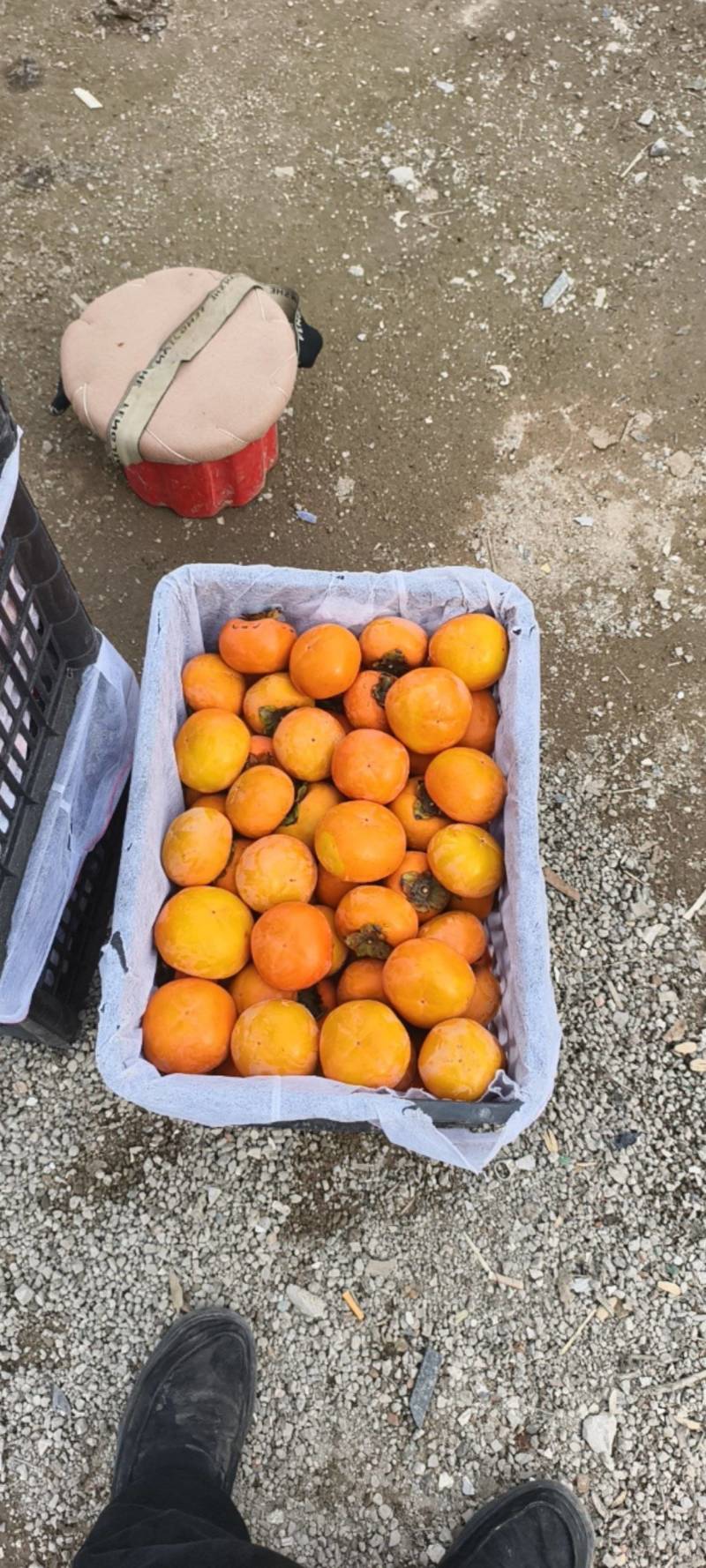 阳丰脆柿对接各大市场，大量上市，口感不错
