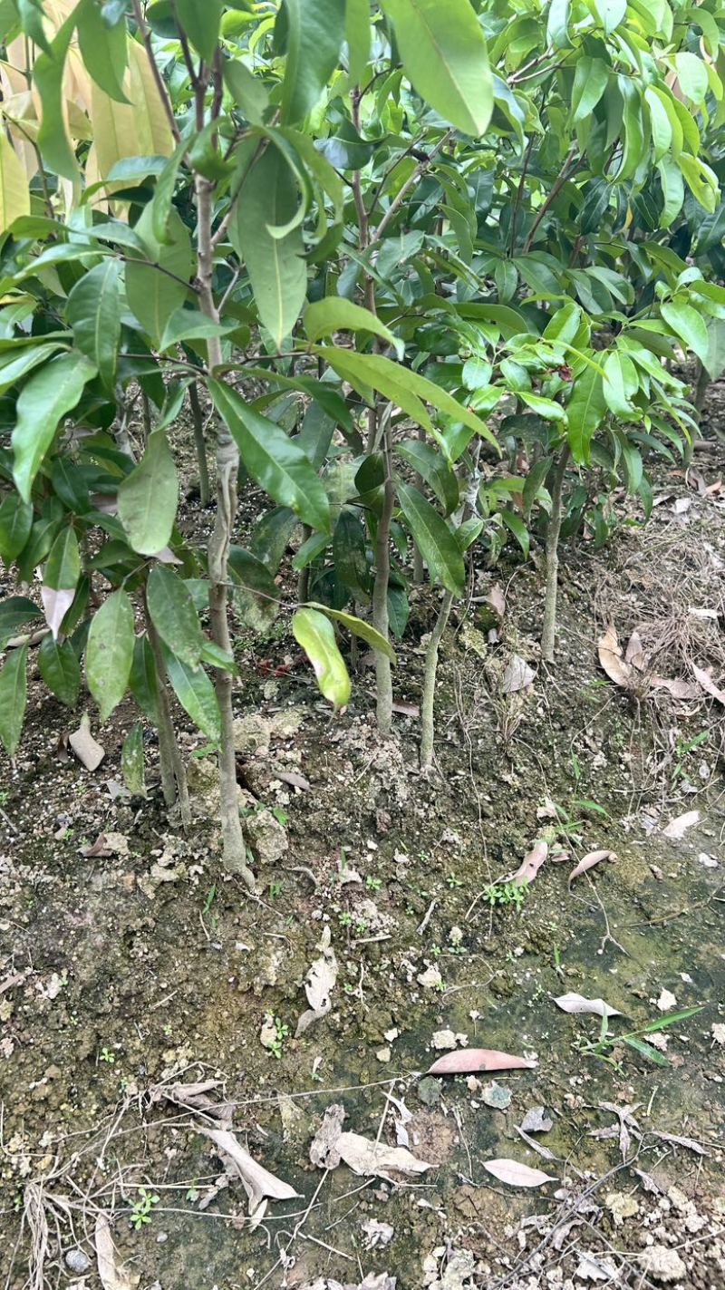 妃子笑、桂味、仙进奉裸根嫁接苗、保成活率技术扶持