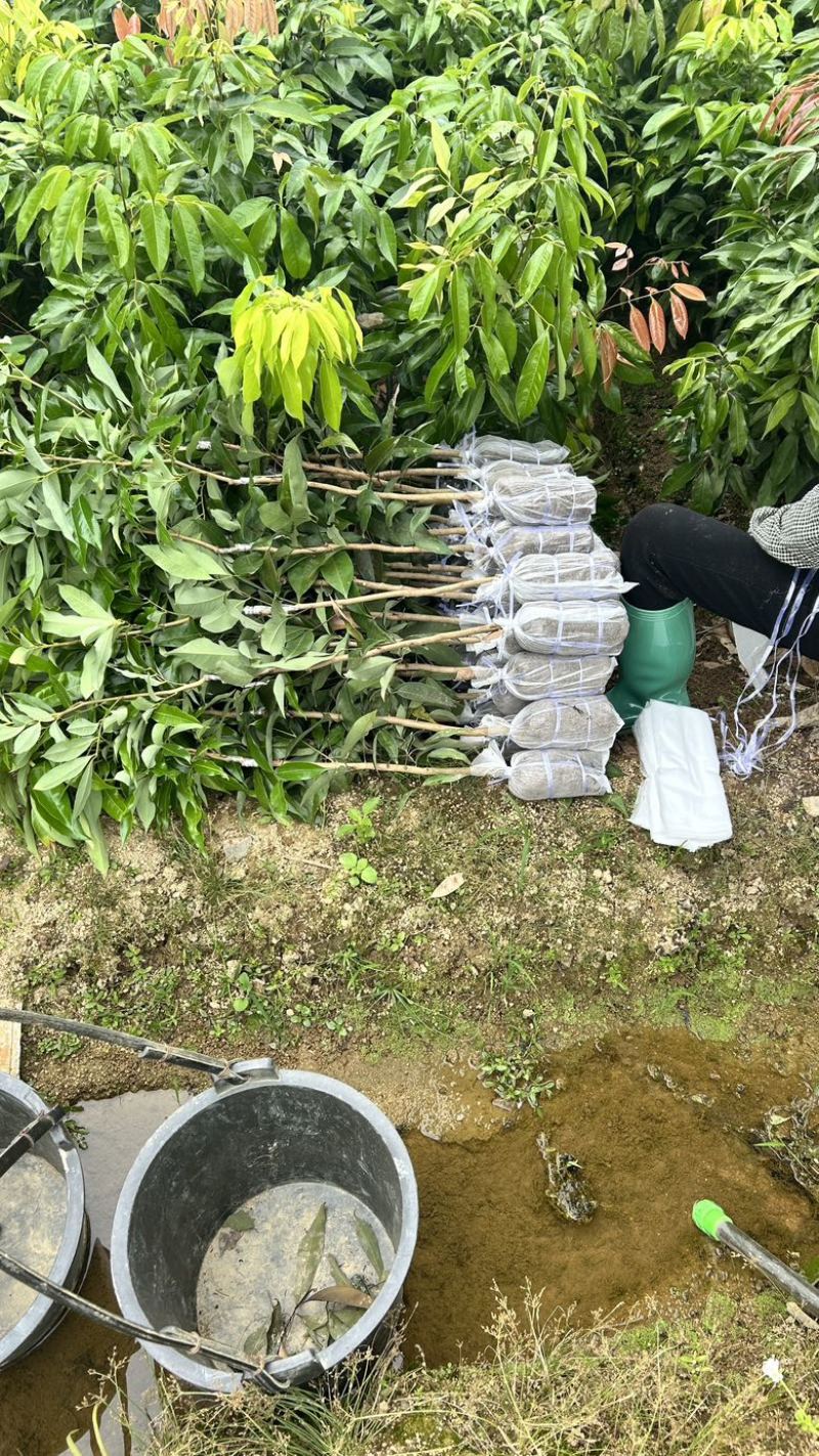 妃子笑、桂味、仙进奉裸根嫁接苗、保成活率技术扶持