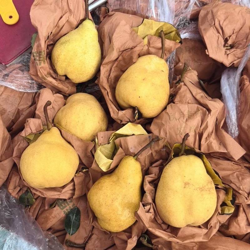 大量库存丑梨，价格合适。