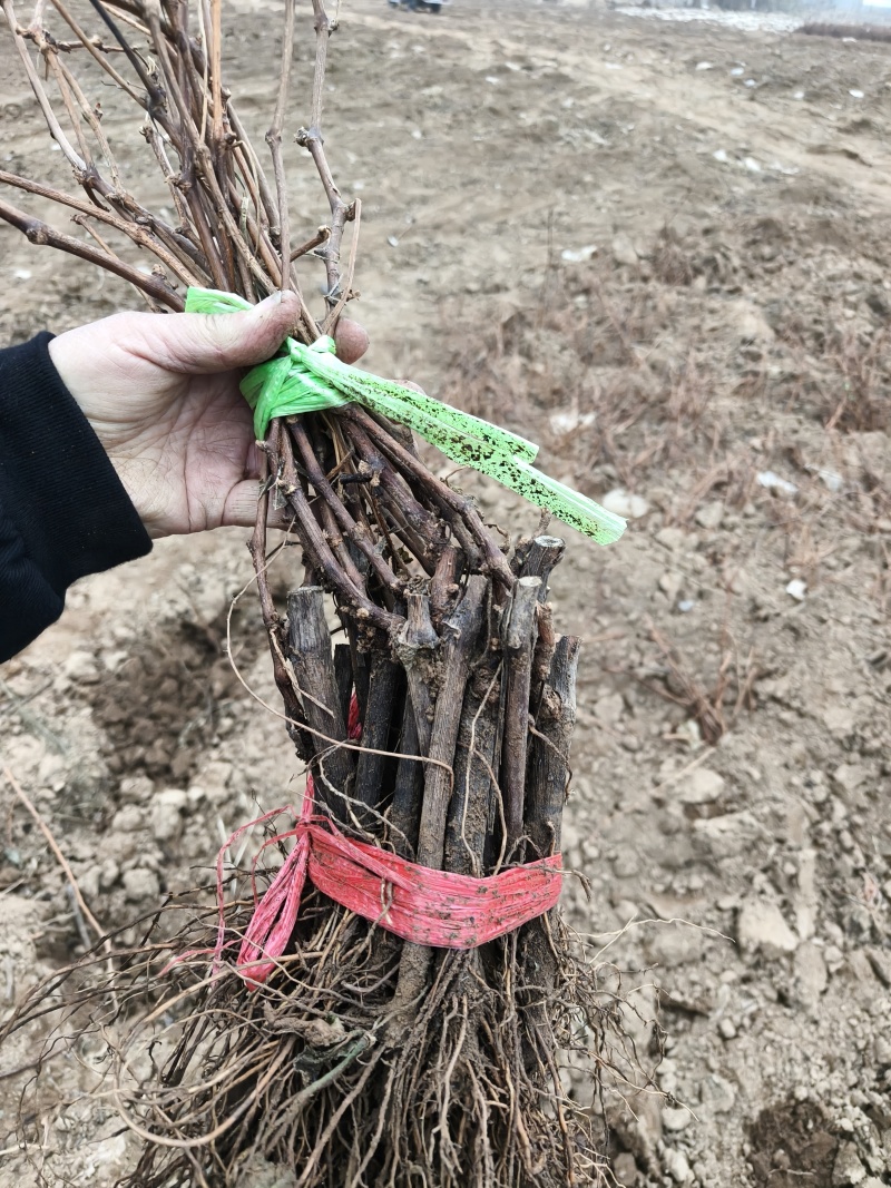 秦皇岛占地用葡萄苗特价葡萄苗价格优惠保证成活率