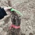 秦皇岛占地用葡萄苗特价葡萄苗价格优惠保证成活率