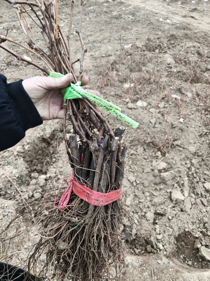 秦皇岛占地用葡萄苗特价葡萄苗价格优惠保证成活率