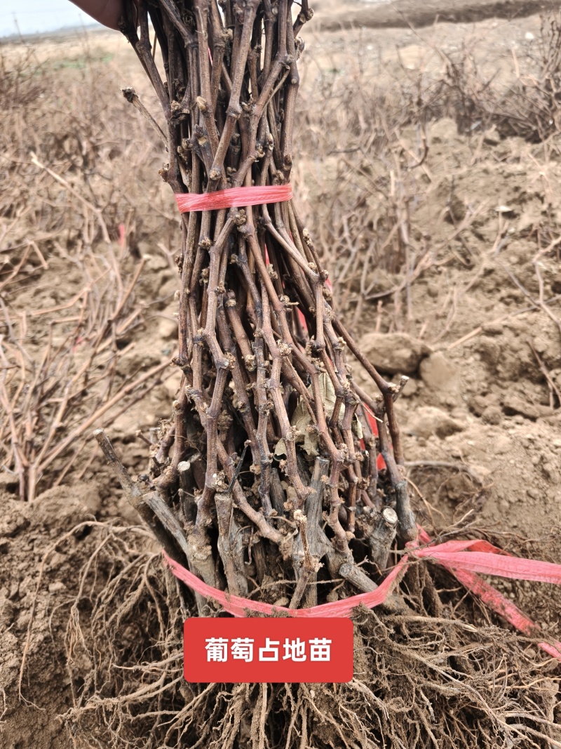秦皇岛占地用葡萄苗特价葡萄苗价格优惠保证成活率