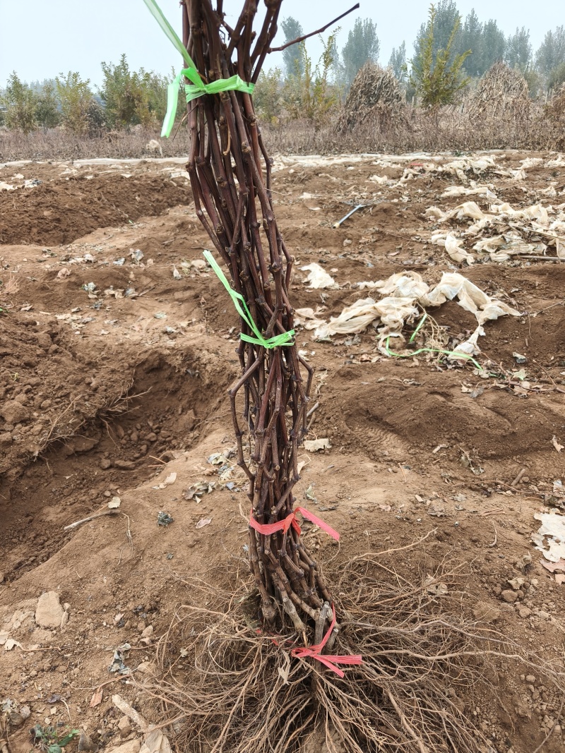 秦皇岛占地用葡萄苗特价葡萄苗价格优惠保证成活率