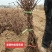 秦皇岛占地用葡萄苗特价葡萄苗价格优惠保证成活率
