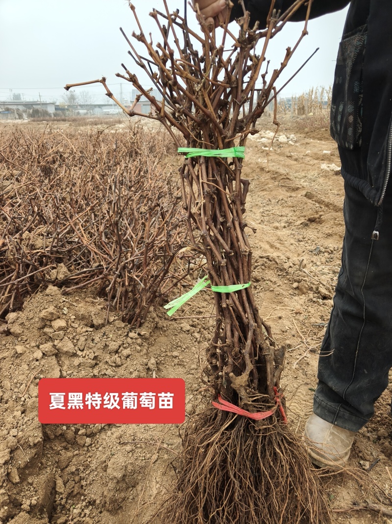 秦皇岛占地用葡萄苗特价葡萄苗价格优惠保证成活率