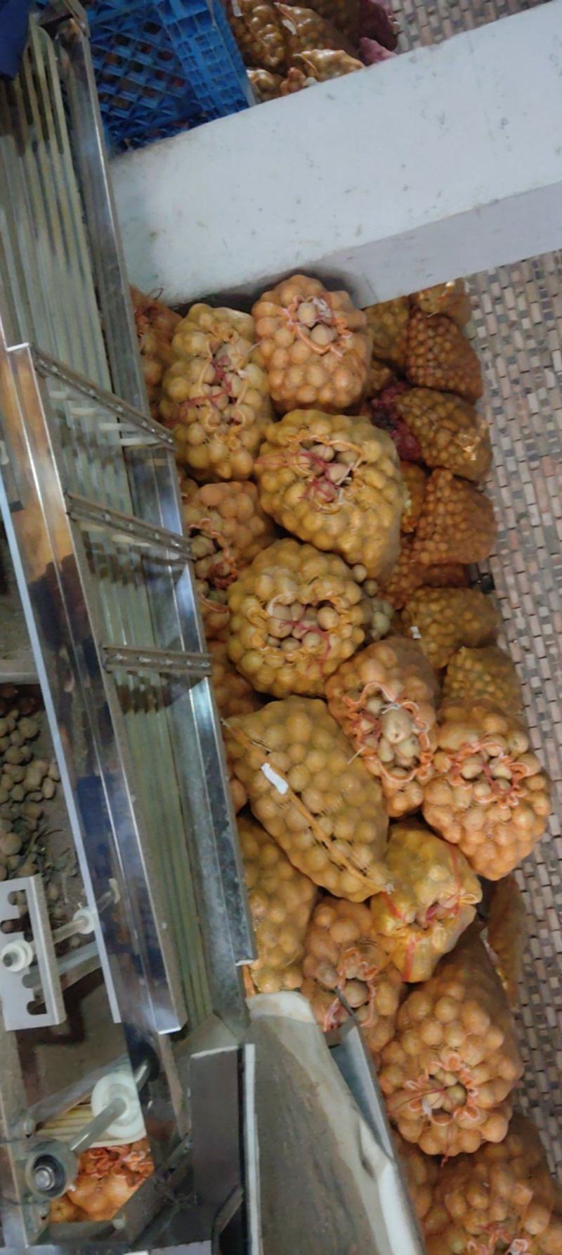 小土豆
