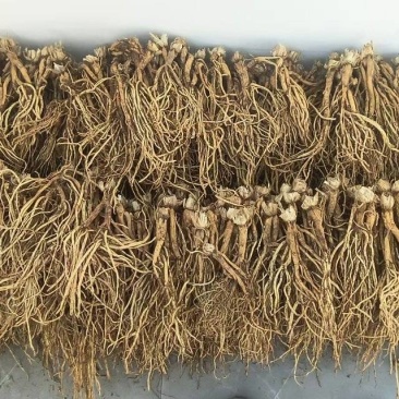 药材秦艽干货大量有货基地直供品质优可视频看货欢迎咨询来
