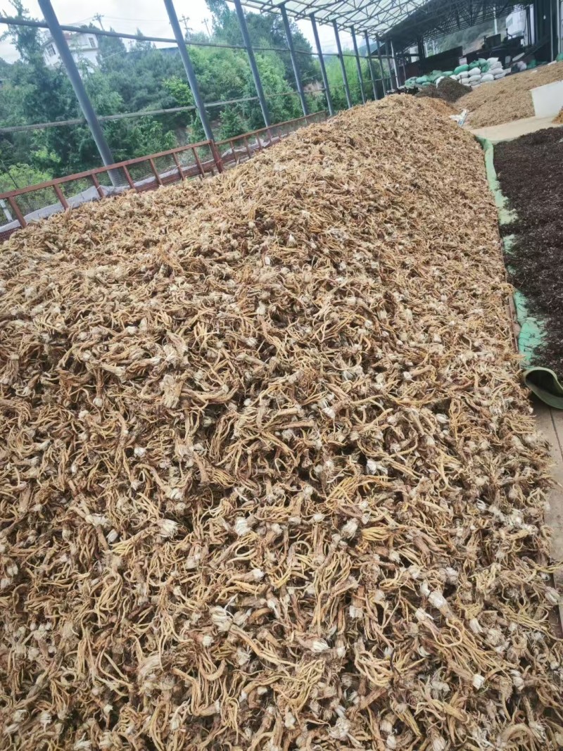 药材秦艽干货大量有货基地直供品质优可视频看货欢迎咨询来