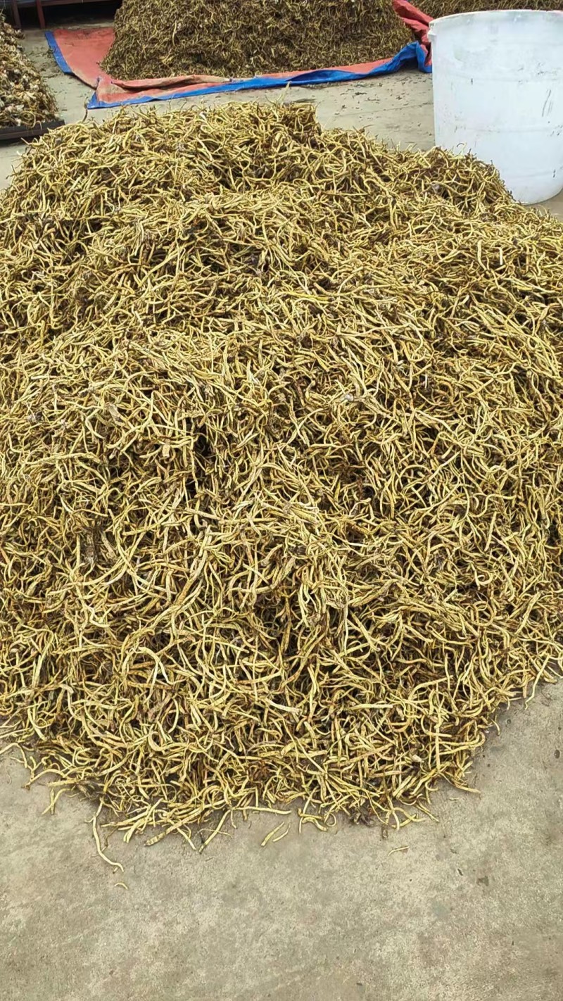 药材秦艽干货大量有货基地直供品质优可视频看货欢迎咨询来