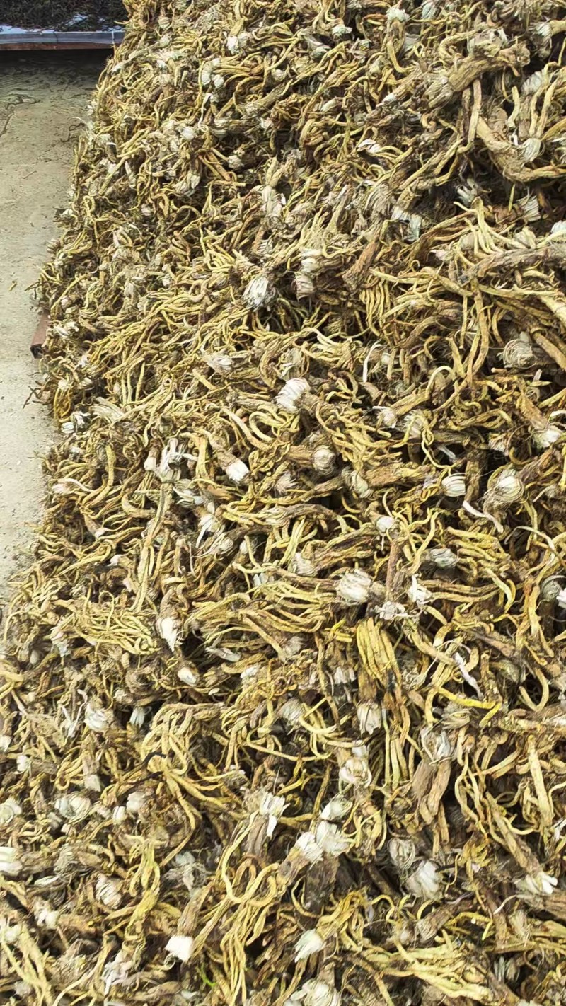 药材秦艽干货大量有货基地直供品质优可视频看货欢迎咨询来