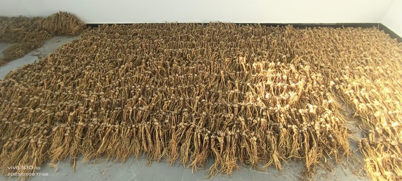 药材秦艽干货大量有货基地直供品质优可视频看货欢迎咨询来