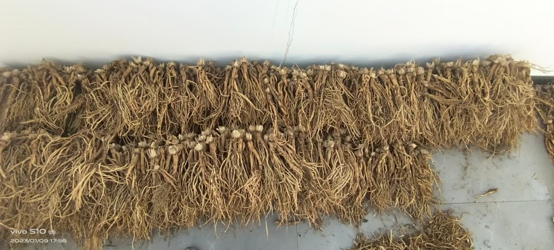 药材秦艽干货大量有货基地直供品质优可视频看货欢迎咨询来