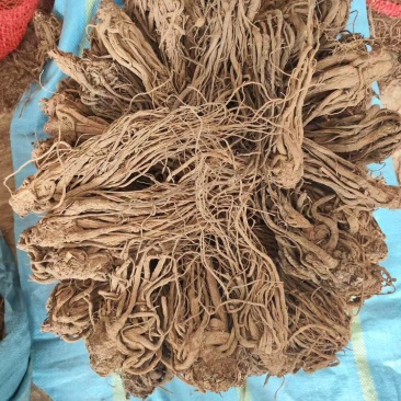 云当归药材大量有货基地直供品质优可视频看货欢迎咨询来电