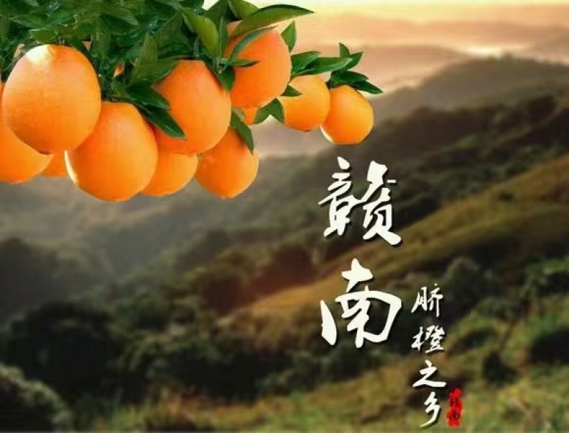 正宗赣南脐橙源头产地直供现采现发量大从优