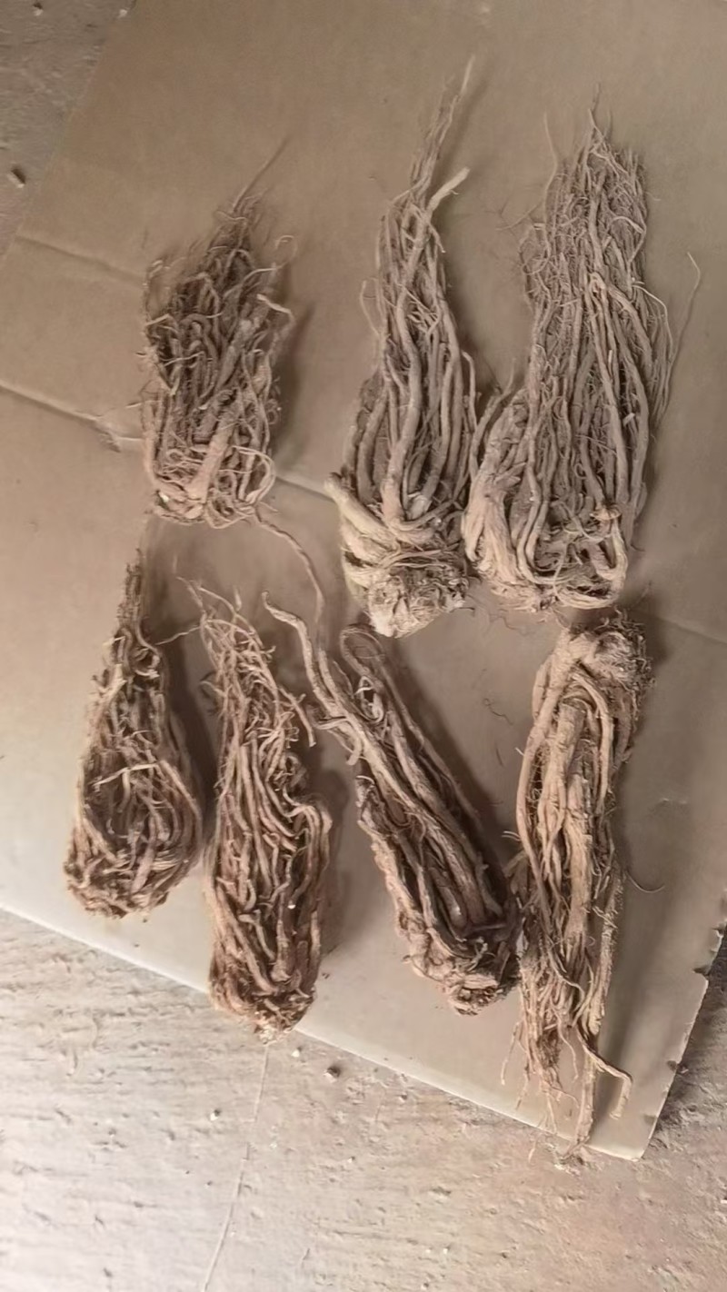 云当归药材大量有货基地直供品质优可视频看货欢迎咨询来电