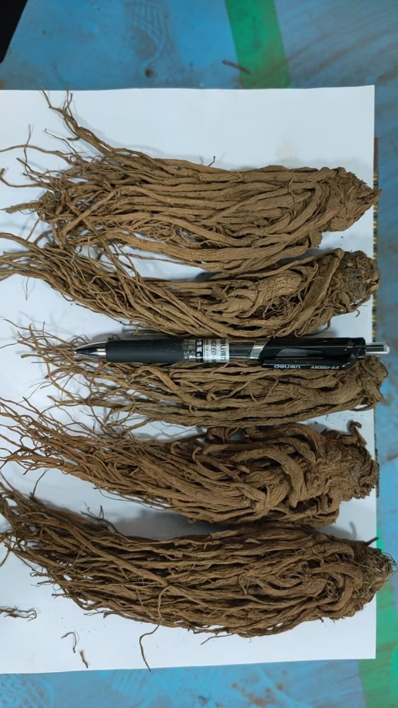 云当归药材大量有货基地直供品质优可视频看货欢迎咨询来电