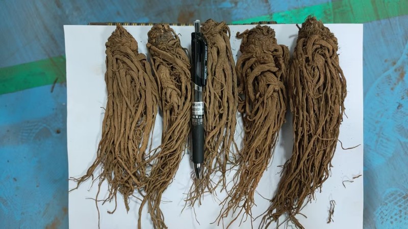 云当归药材大量有货基地直供品质优可视频看货欢迎咨询来电