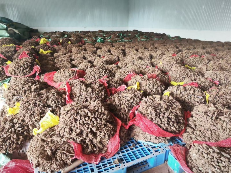 云当归药材大量有货基地直供品质优可视频看货欢迎咨询来电