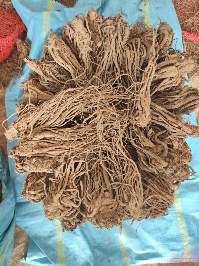 云当归药材大量有货基地直供品质优可视频看货欢迎咨询来电