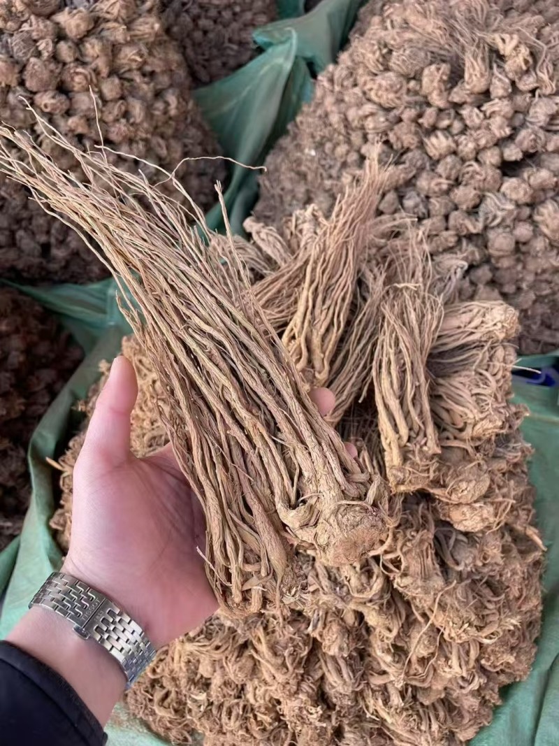 云当归药材大量有货基地直供品质优可视频看货欢迎咨询来电