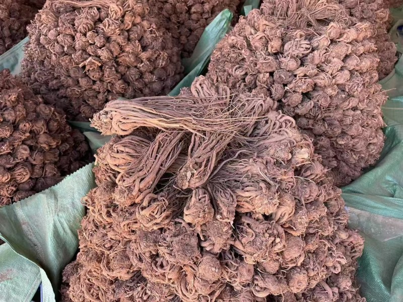 云当归药材大量有货基地直供品质优可视频看货欢迎咨询来电
