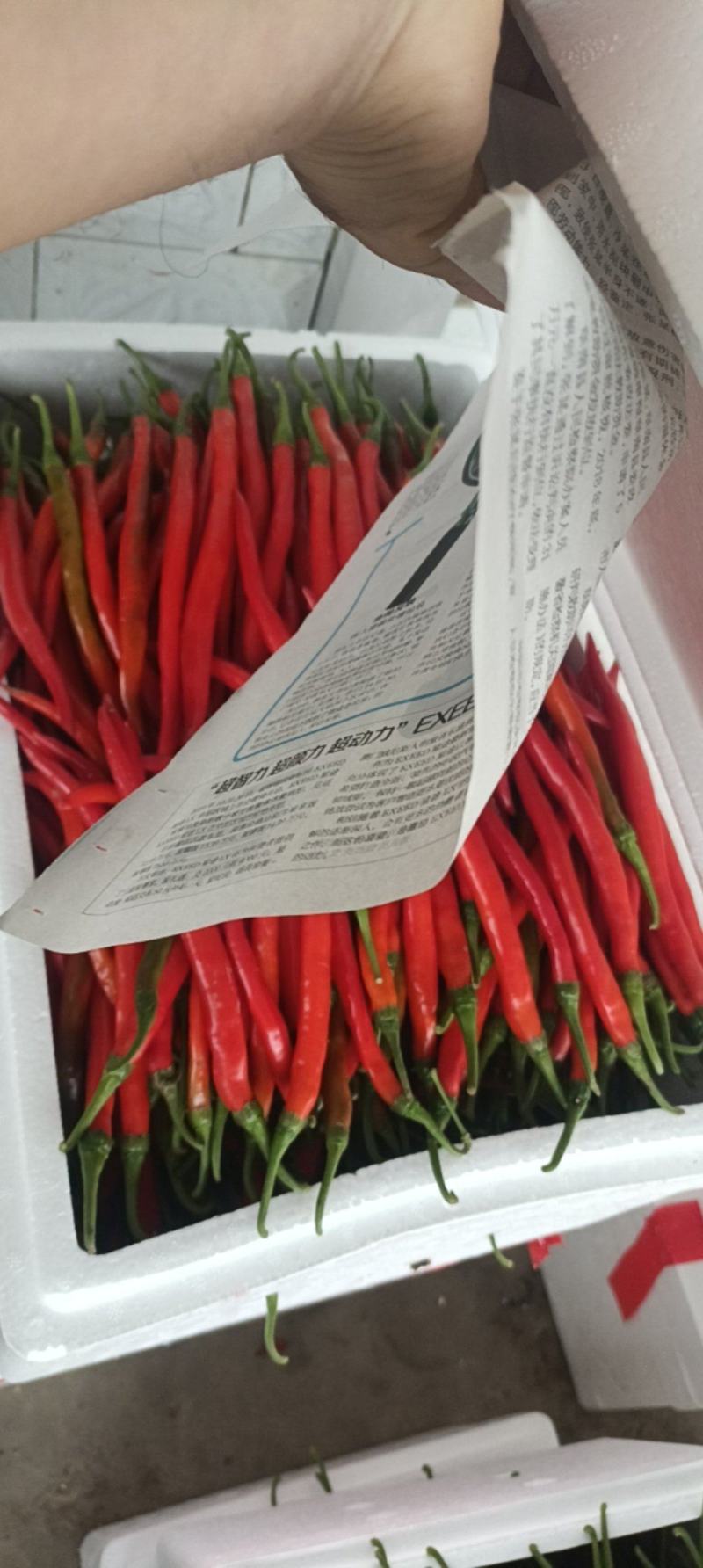 奕亩青蔬：精品红线椒大量上市可供电商大型批发商超工厂