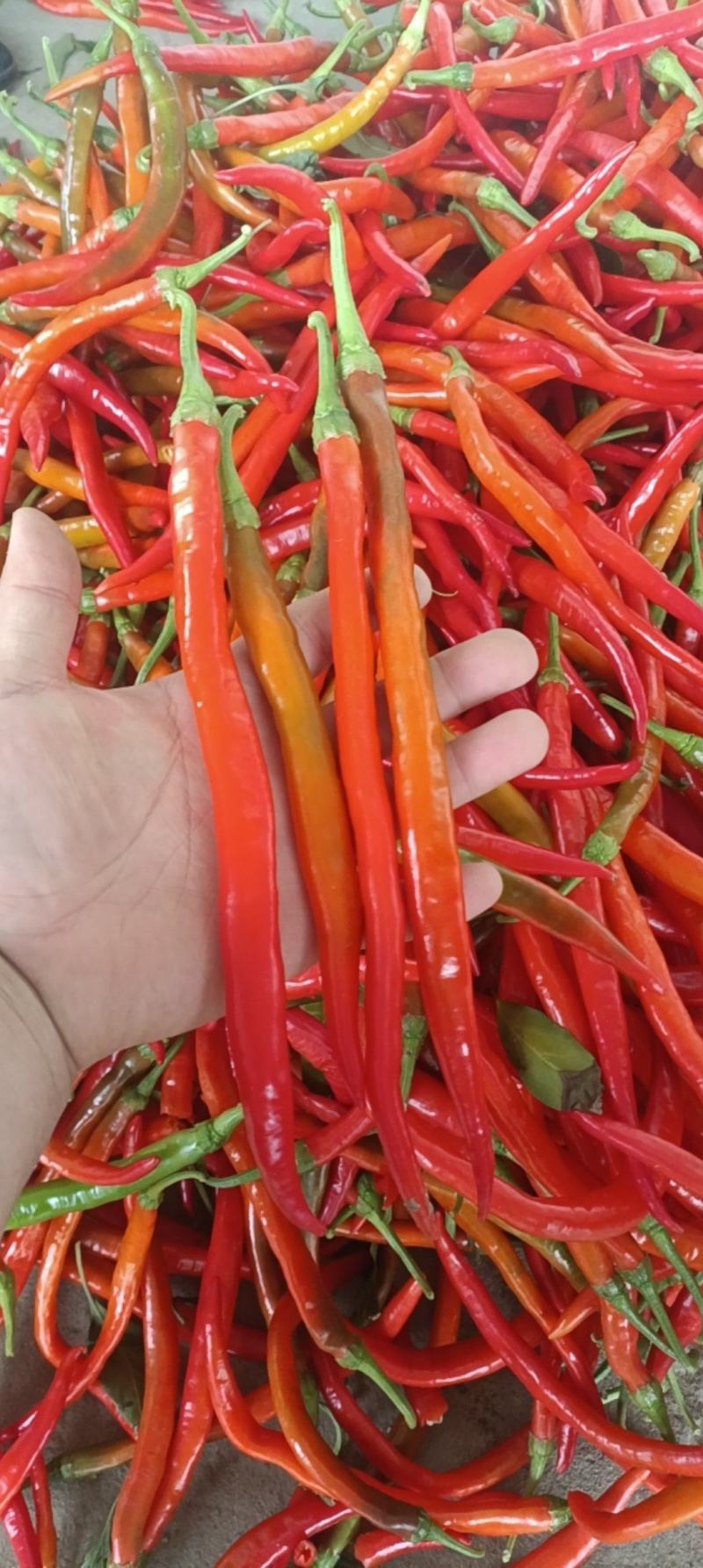 奕亩青蔬：精品红线椒大量上市可供电商大型批发商超工厂