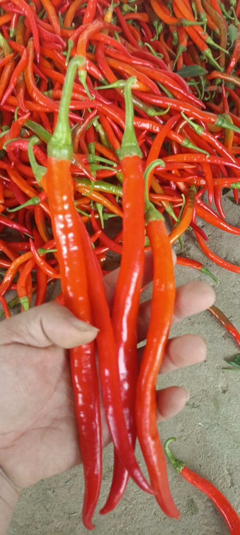 奕亩青蔬：精品红线椒大量上市可供电商大型批发商超工厂