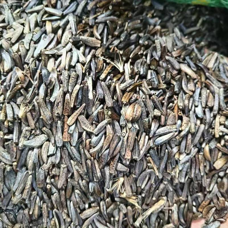 云木香种籽饱满出芽率高大量有货基地直供品质优可视频看货