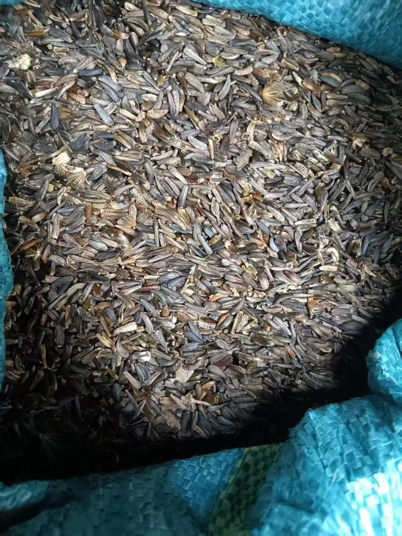 云木香种籽饱满出芽率高大量有货基地直供品质优可视频看货