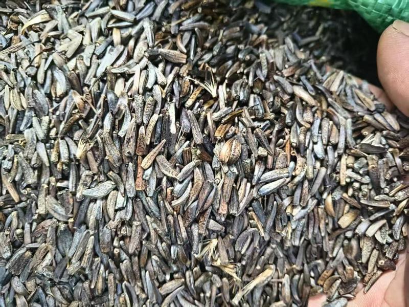 云木香种籽饱满出芽率高大量有货基地直供品质优可视频看货