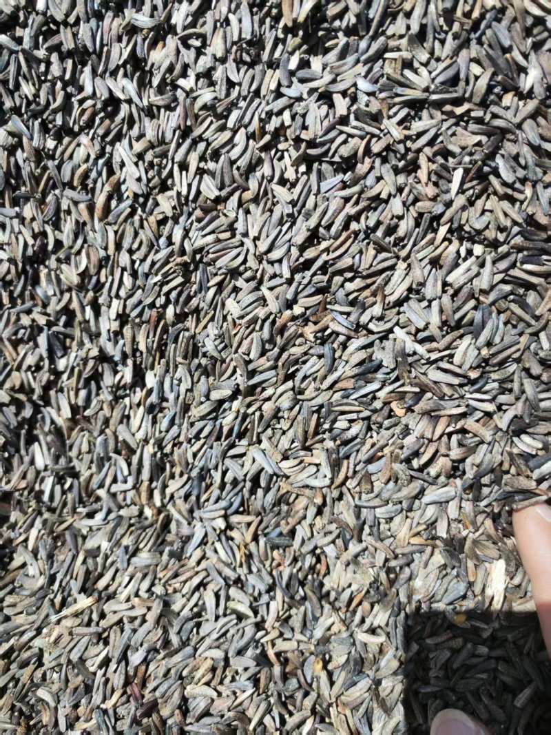 云木香种籽饱满出芽率高大量有货基地直供品质优可视频看货