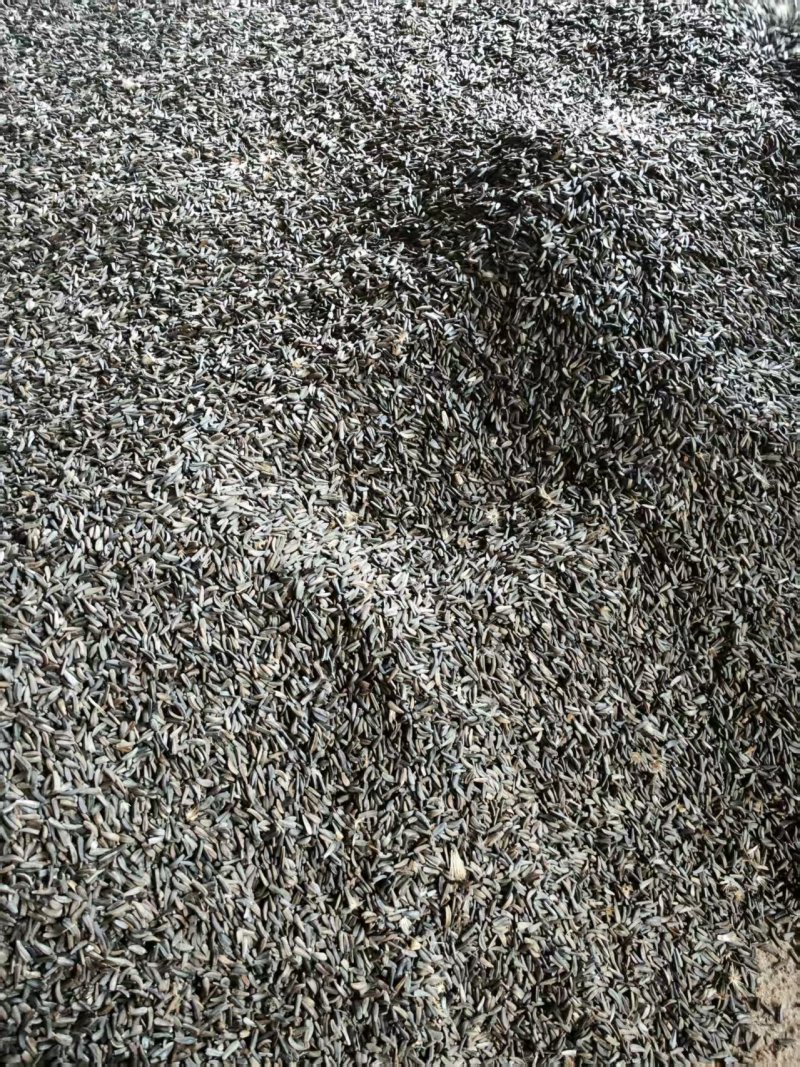 云木香种籽饱满出芽率高大量有货基地直供品质优可视频看货