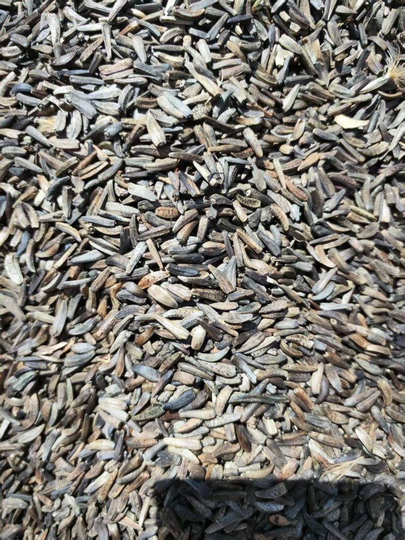 云木香种籽饱满出芽率高大量有货基地直供品质优可视频看货