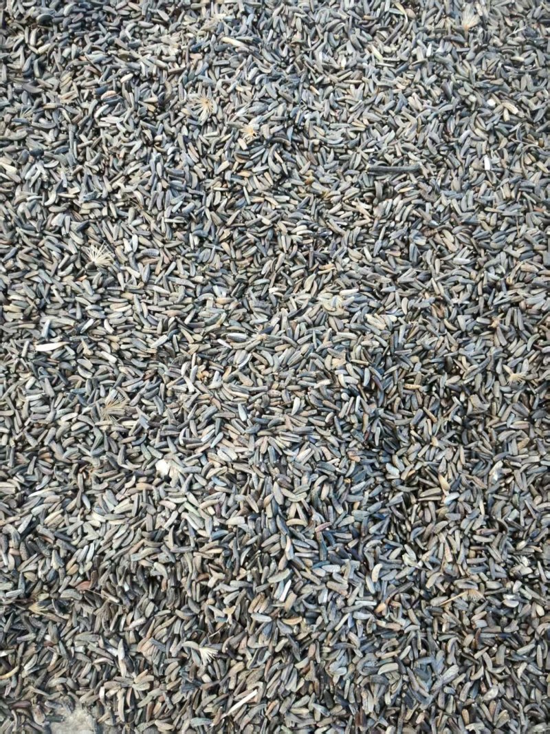 云木香种籽饱满出芽率高大量有货基地直供品质优可视频看货