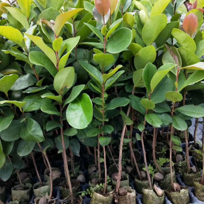 软枝油茶直生苗白花（高产、易种植，好管理）