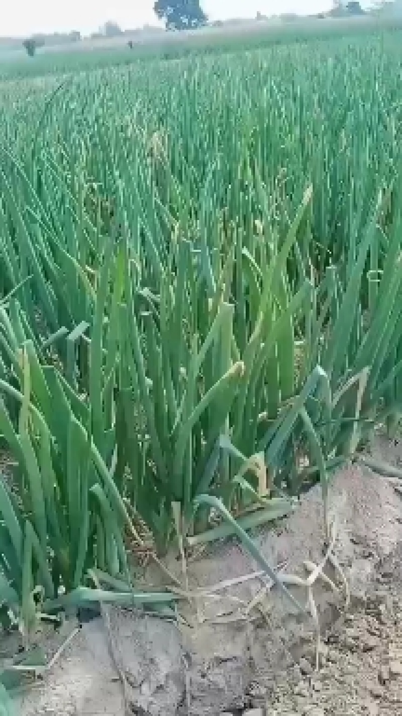 大葱正在出售中