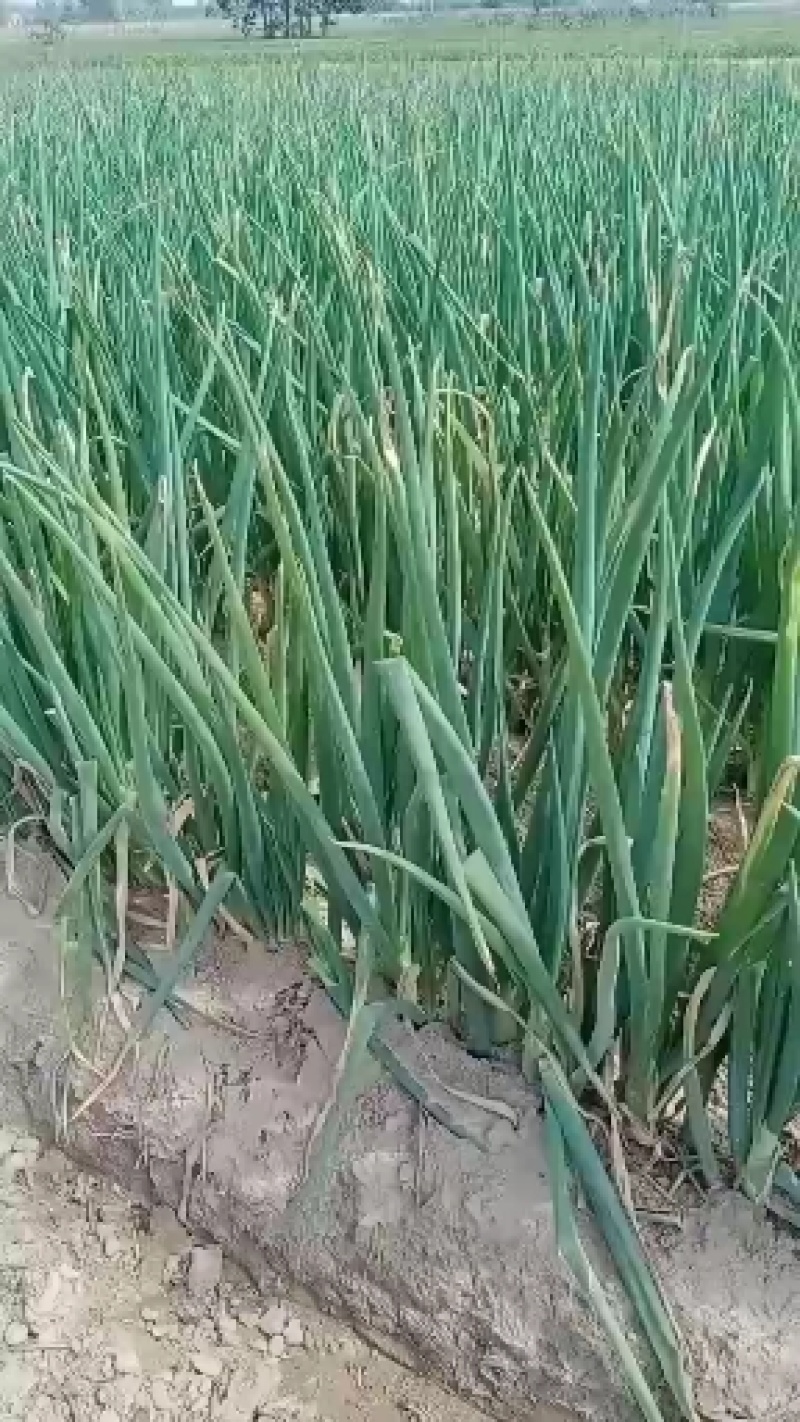 大葱正在出售中
