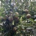 软枝油茶直生苗白花（高产、易种植，好管理）