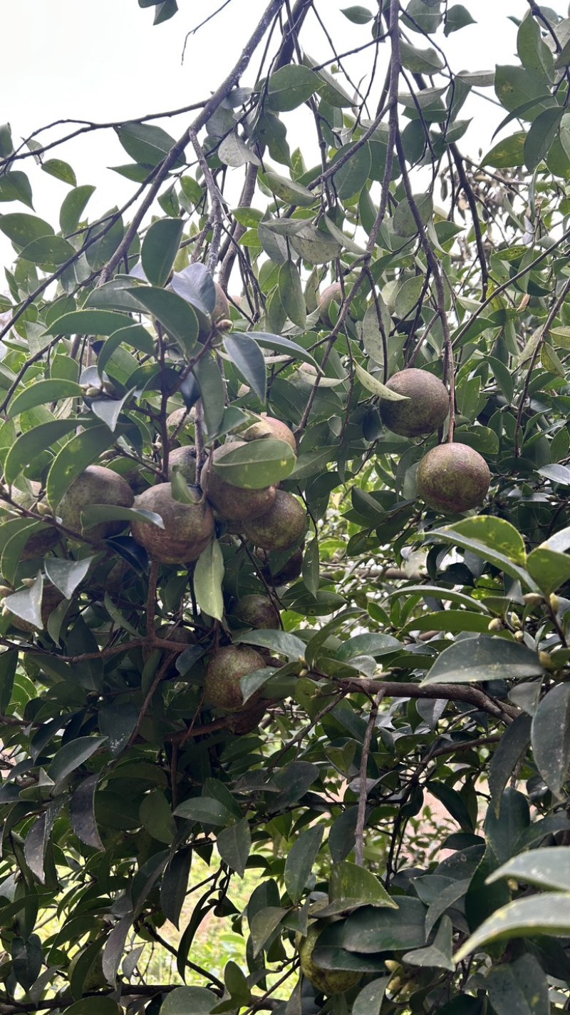 软枝油茶直生苗白花（高产、易种植，好管理）