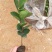 软枝油茶直生苗白花（高产、易种植，好管理）