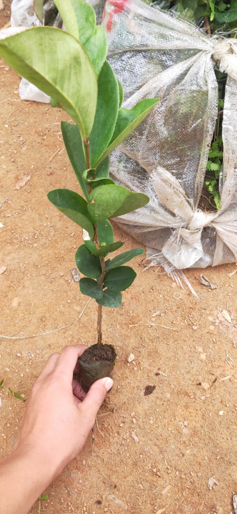 软枝油茶直生苗白花（高产、易种植，好管理）
