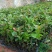 软枝油茶直生苗白花（高产、易种植，好管理）