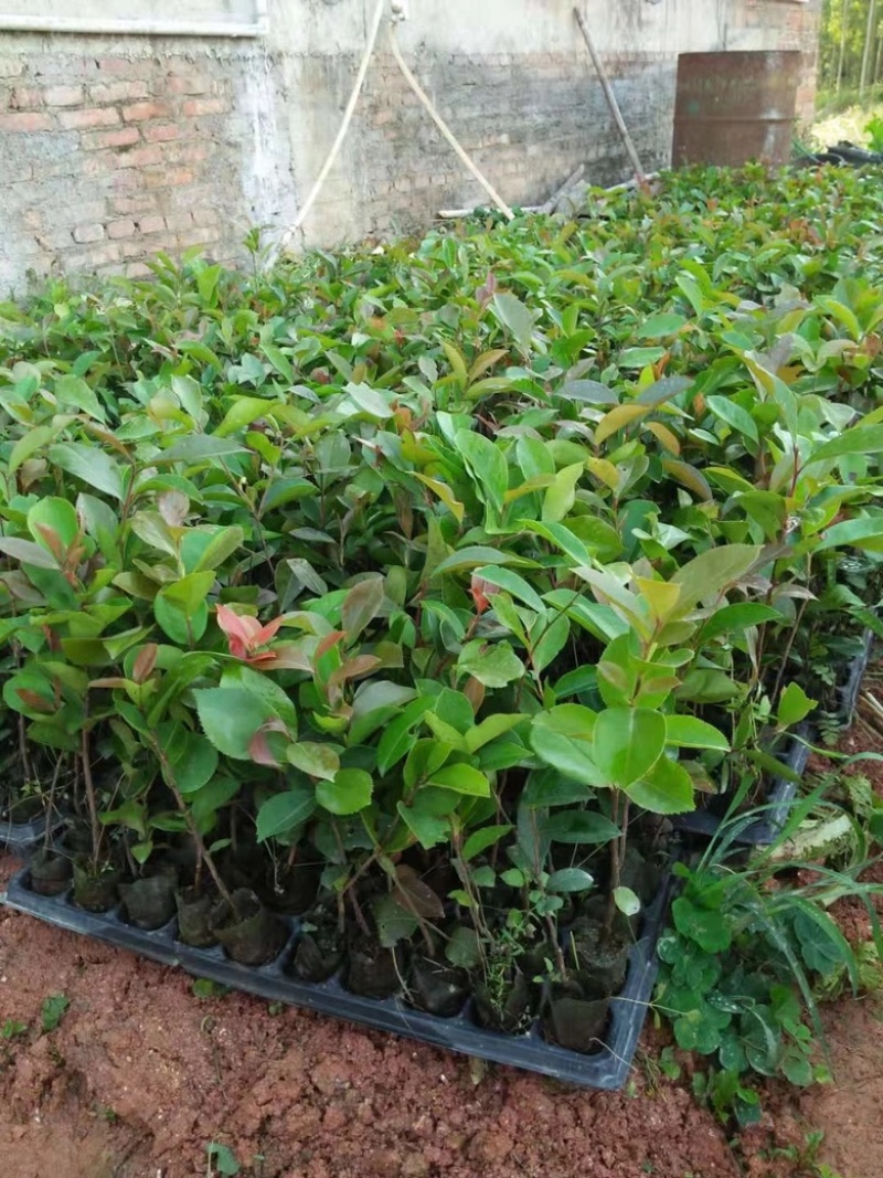 软枝油茶直生苗白花（高产、易种植，好管理）