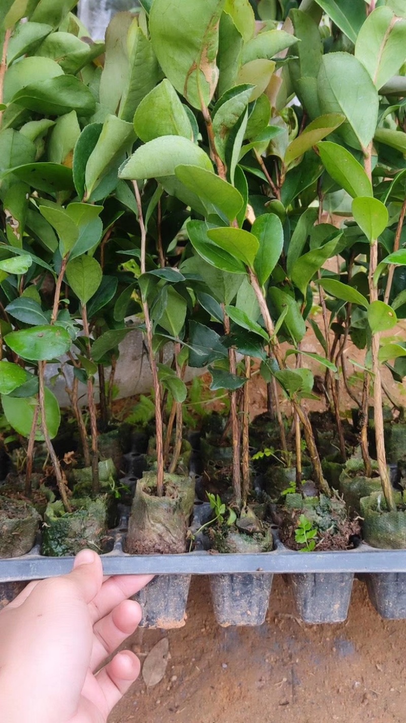 软枝油茶直生苗白花（高产、易种植，好管理）