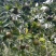 软枝油茶直生苗白花（高产、易种植，好管理）