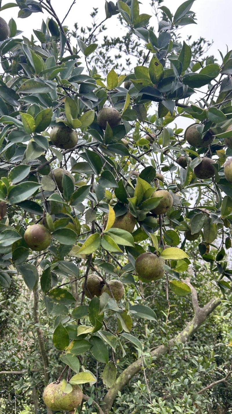 软枝油茶直生苗白花（高产、易种植，好管理）