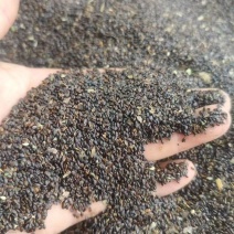 桔梗种籽大量有货成活率高品质优基地直供可视频看货欢迎咨